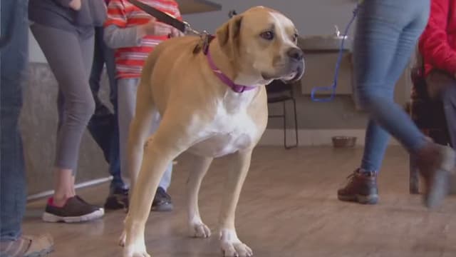 S06:E06 - A Tiger’s Tale