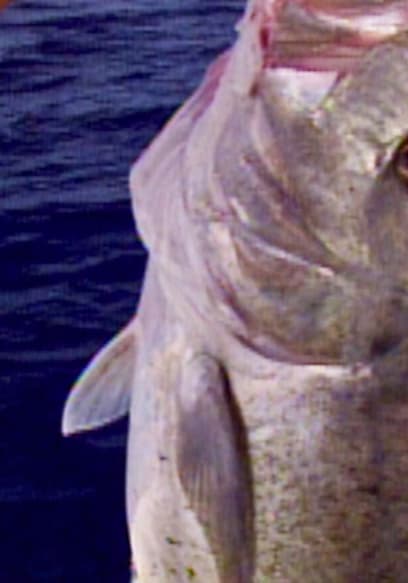 S01:E08 - Forbidden Fishing in Midway Atoll:  (Pt. 1) poster