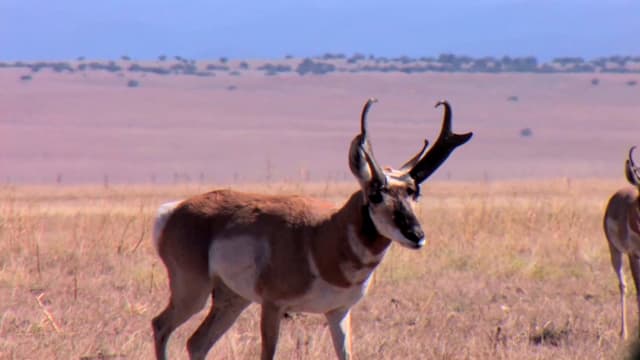 S11:E06 - Stealthcam Bucks of the Cold Canadian North