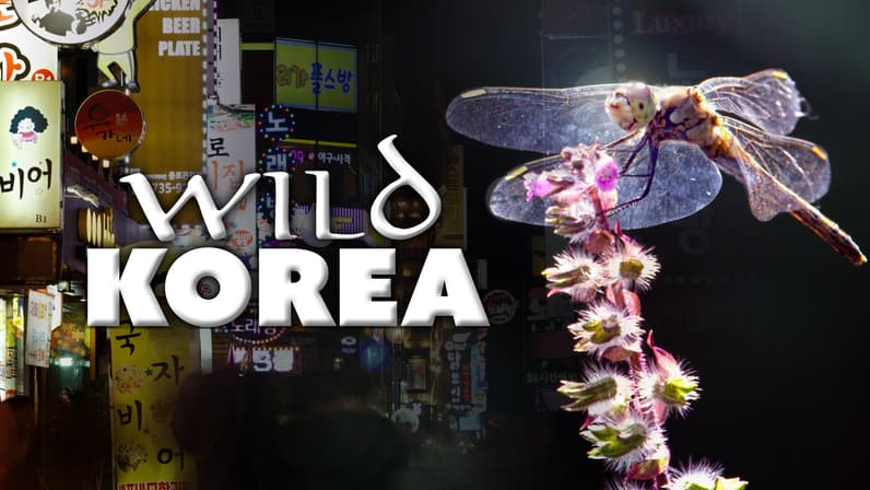 Wild Korea (2019) poster