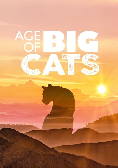 Age of Big Cats