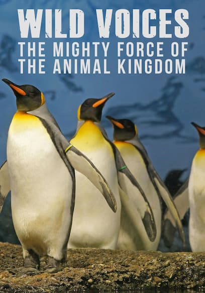 Wild Voices: The Mighty Force of the Animal Kingdom