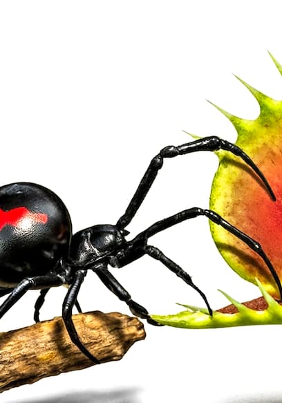S01:E10 - Nature at Its Craziest: Terrarium Challenge and Black Widow vs Fly Trap! poster
