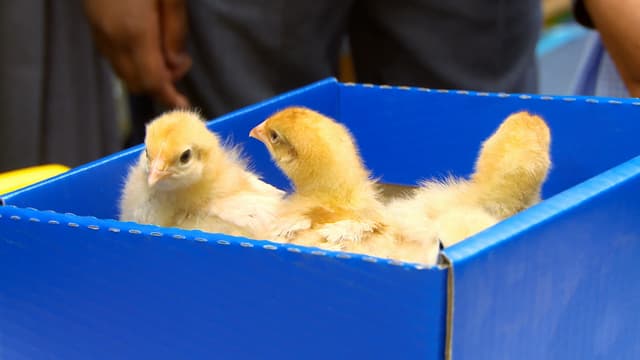 S01:E17 - Winston, Olly and School Chicks