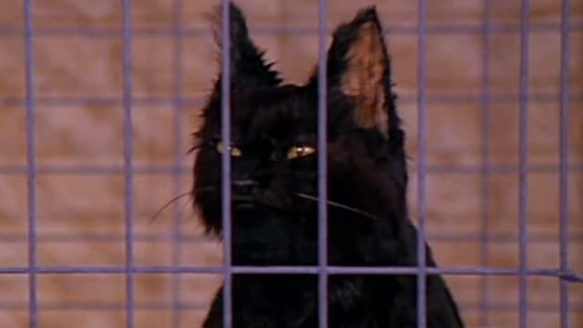 S01:E20 - Cat Showdown