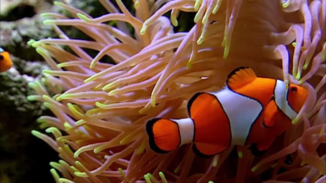 S01:E02 - Islas de fuego y coral