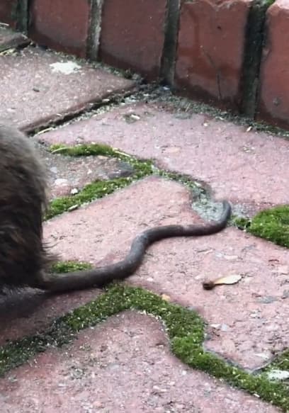 S01:E01 - Rats poster