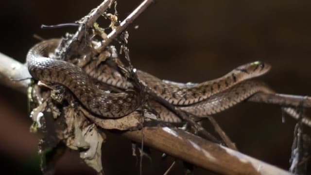 S01:E07 - Banded Kraits and a Legend of Peril
