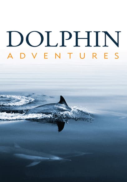 Dolphin Adventures