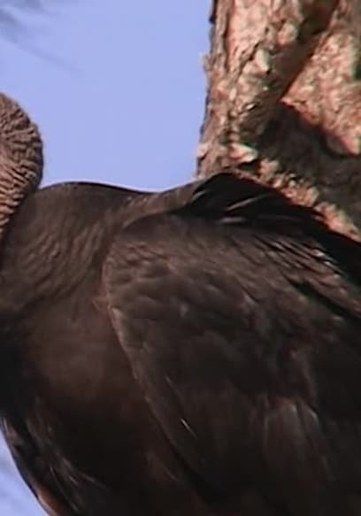 S01:E03 - Shockers: Ugliest Animals on Earth poster