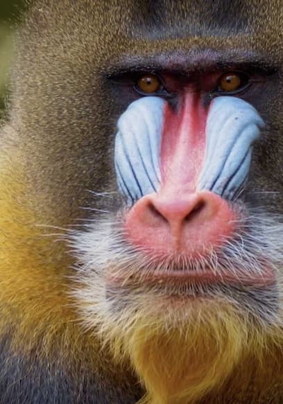 S01:E13 - Can Animals Sense Beauty? poster
