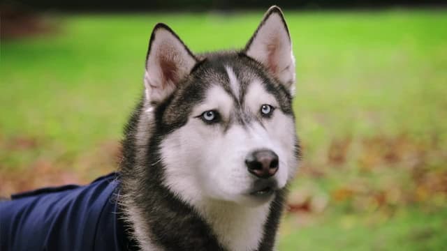 S01:E11 - The Substitute