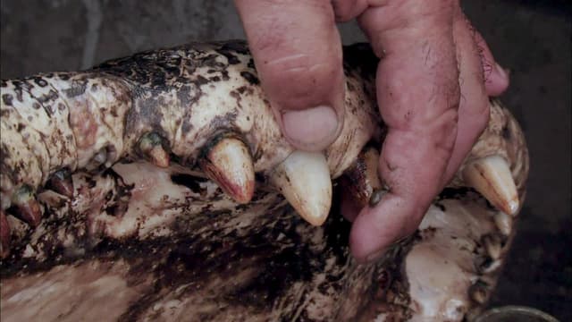 S05:E16 - Beasts or Bust