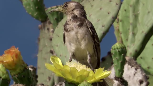 S01:E02 - The Islands That Changed the World