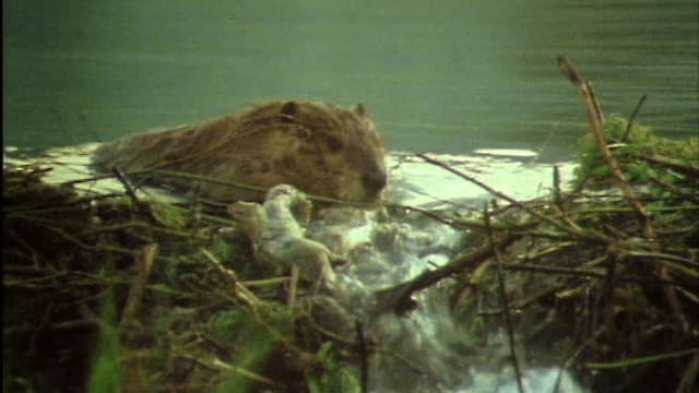 S01:E13 - Sorprendentes animales constructores (Pt. 1)