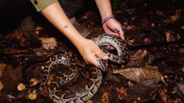 S01:E16 - The Western Kingdom of Giant Serpents