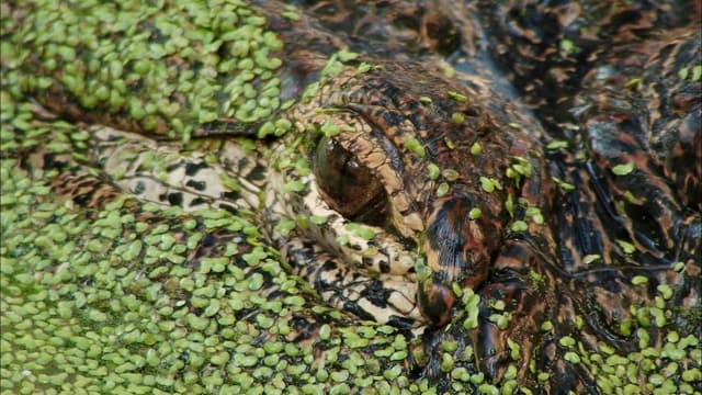 S01:E04 - Cannibal Gator