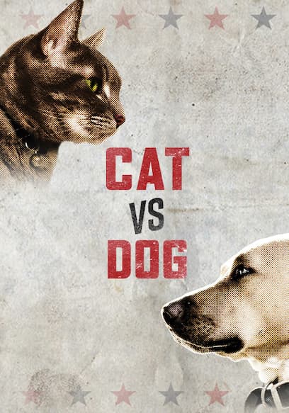 Cat vs. Dog poster
