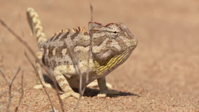 S01:E01 - Desert Survivors
