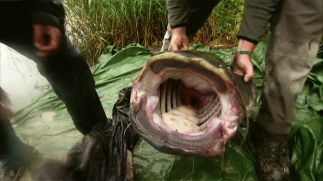 S01:E04 - Amazon Assassins