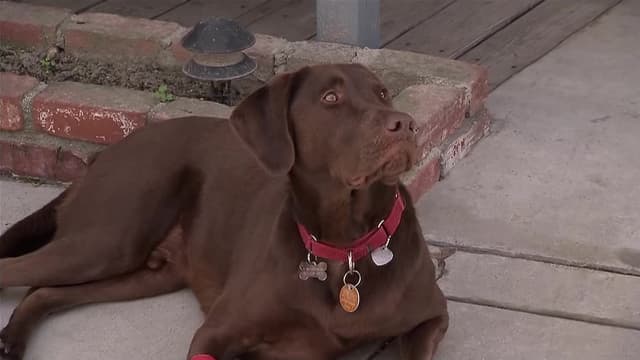 S04:E29 - Canine 911 (Pt. 2)