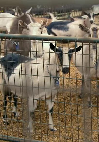 S01:E05 - Goat Cheese poster