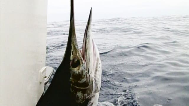 S01:E03 - Marlin Mission to Magdalena Bay: Part 2