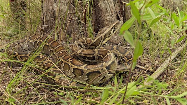 S03:E09 - Super Snakes