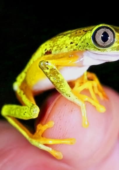 S01:E19 - Jungle Jewels: Lemur Leaf and Ghost Glass Frogs poster