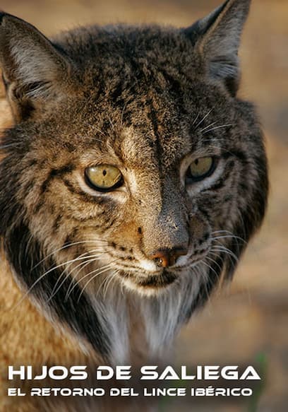 Hijos De Saliega, El Retorno Del Lince Ibérico
