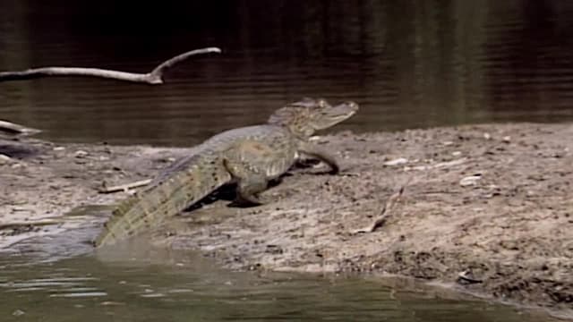 S01:E01 - Neblina Mundo Misterioso