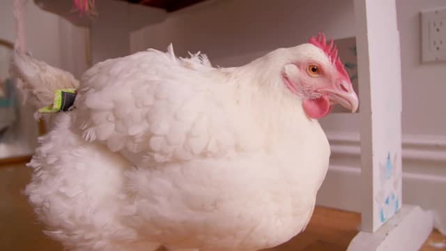 S01:E05 - Youthful Playmates