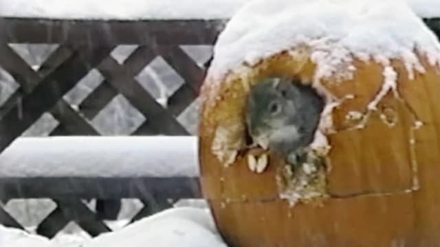 S01:E09 - Top 10 Times the Tail Got in the Way