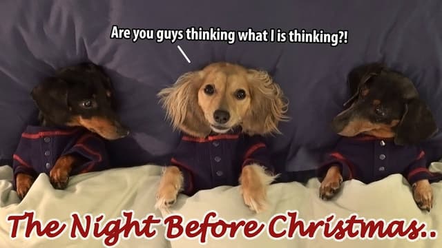 S01:E20 - Dachshund Xmas Mischief