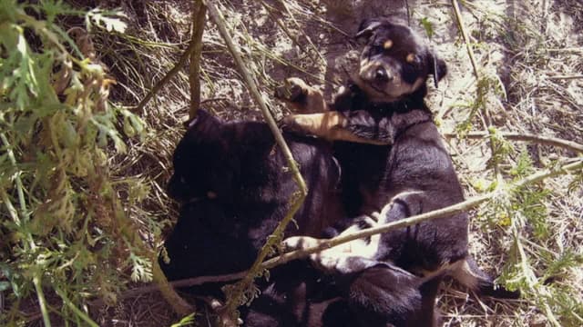 S02:E02 - Pig vs. Pug