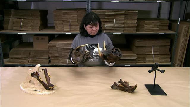 S17:E04 - Skeletal Replicas