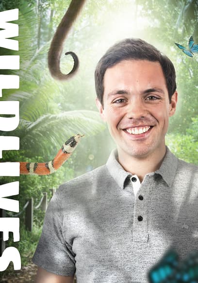 Wildlives poster