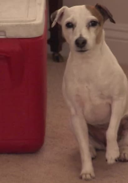 S08:E07 - Home-Wrecking Hounds poster
