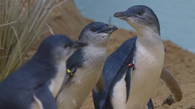 S04:E12 - Penguins in Love