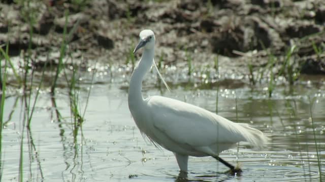 S01:E16 - Guardians of the River: Danube Floodplain Forests