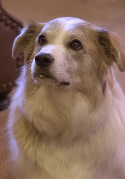 Watch Dog Whisperer with Cesar Millan S07:E08 - Not-So-Sweet Snickers ...