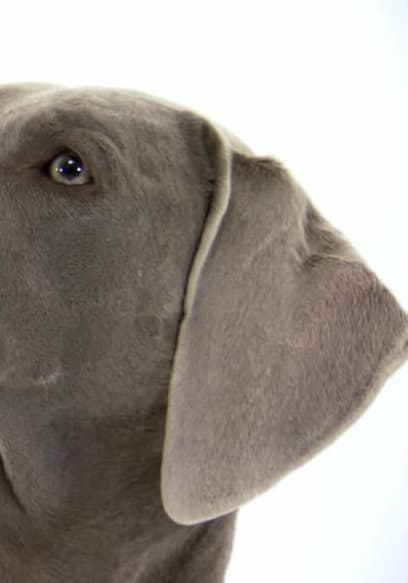 S01:E04 - Pug, Weimaraner and More poster