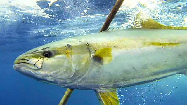 S03:E17 - Wide Open Yellowtail Onboard the Fv Shogun: Desperation Reef