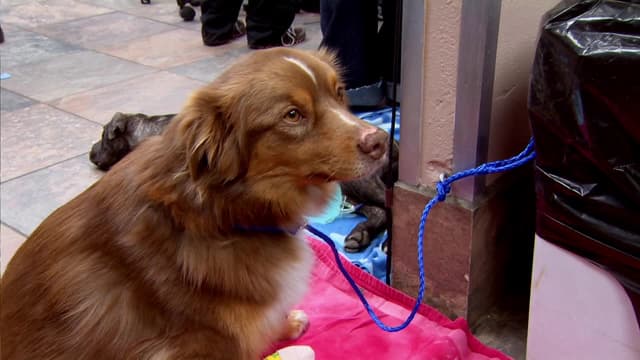 S01:E09 - Miracle Cat