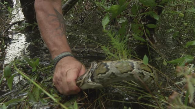 S02:E06 - Python Gamble