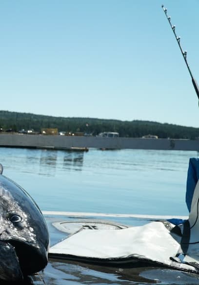 S01:E10 - Massive 9 Foot Tuna! I'm Speechless..(Catch & Cook!) poster