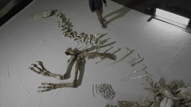 S01:E01 - La Revolución De Las Plumas