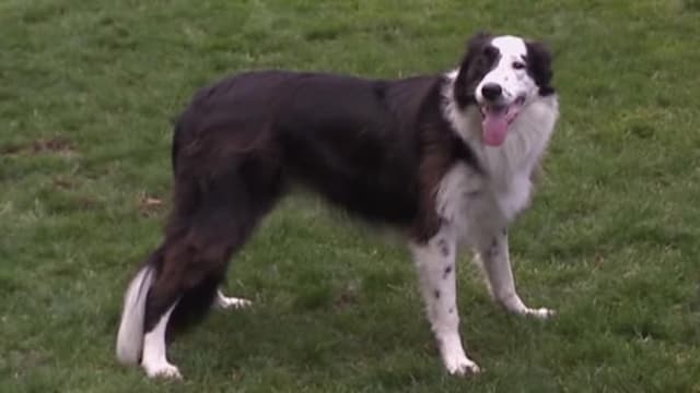 S04:E22 - Collie Crisis