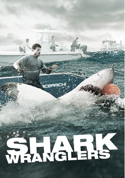 Shark Wranglers