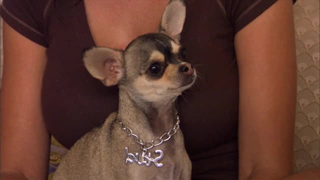 S02:É20 - S02:E20 - Cesar's Toughest Cases